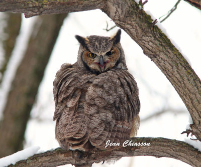 Grand Duc d'Amrique - Great Horned Owl       