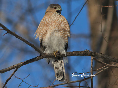 pervier de Cooper (Cooper's Hawk