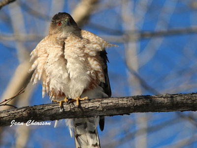 pervier de Cooper (Cooper's Hawk