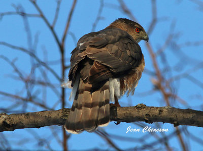 pervier de Cooper (Cooper's Hawk