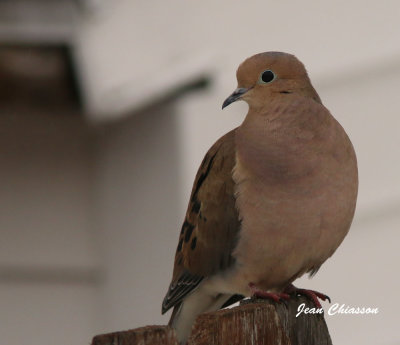 Tourterelle triste ( Mourning Dove)