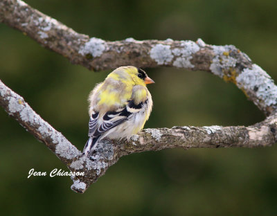 Chardonneret jaune ( American Goldfinch  