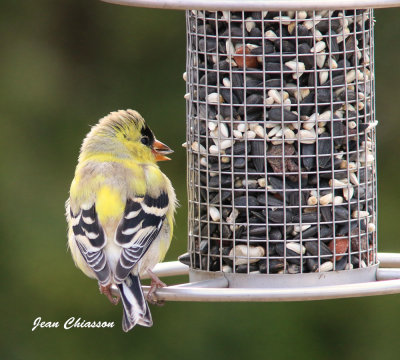 Chardonneret jaune ( American Goldfinch  