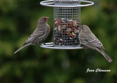 Roselin Familier / House Finch