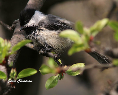 Msange - Chickadee