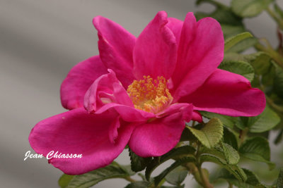 Rose / Pink / Rosa /