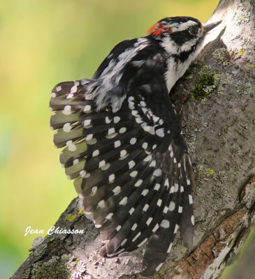 Pic Mineur / Donwny Woodpecker