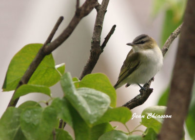 Viro Aux Yeux Rouges / Red - eyed Vireo