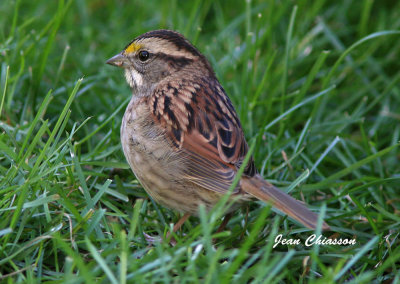 Bruant A Gorge Blanche / White - throated Sparrow 