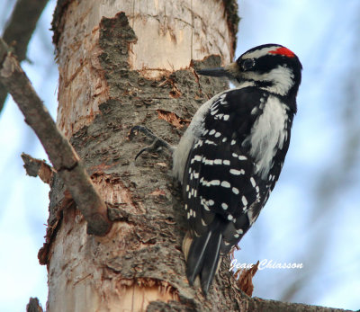 Pic chevelu ( Hairy Woodpecker)