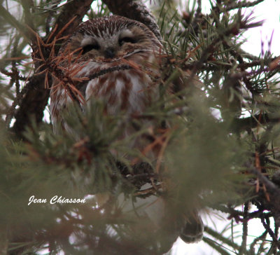    Petite Nyctale  / Northern saw-whet owl