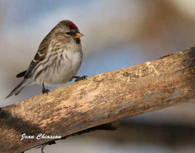 Sizerin flammé - Common Redpoll