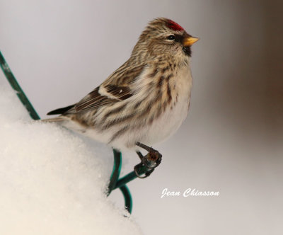 Sizerin flammé - Common Redpoll