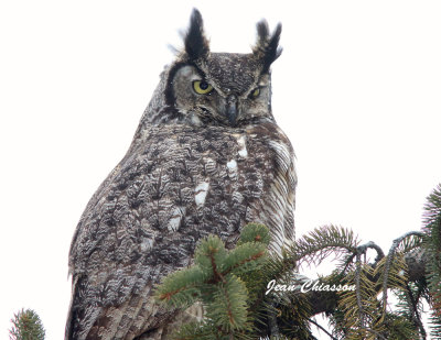 Grand Duc d'Amrique - Great Horned Owl       