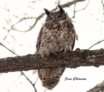 Grand Duc d'Amrique - Great Horned Owl       