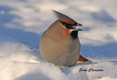 Jaseur boral (Bohemian Waxwing)