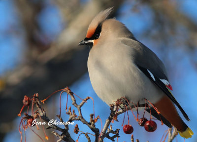 Jaseur boral (Bohemian Waxwing)