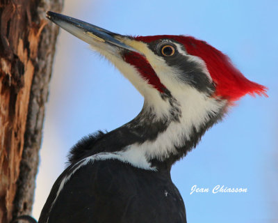 Grand Pic ( Pileated Woodpecker )