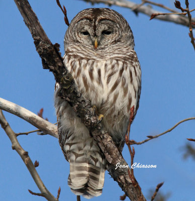 Chouette Rayée (Barred Owl 