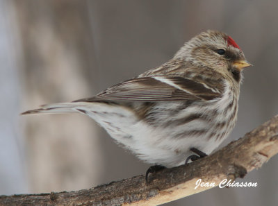 Sizerin flammé - Common Redpoll