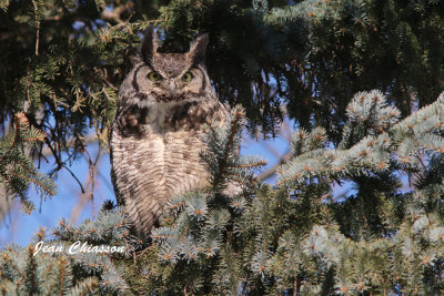 Grand Duc d'Amrique - Great Horned Owl       