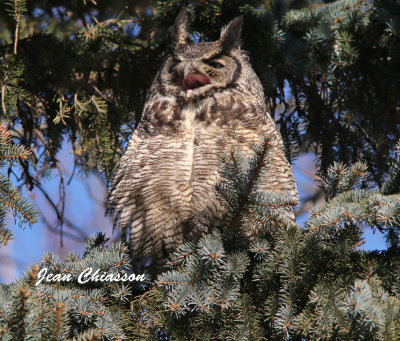 Grand Duc d'Amérique - Great Horned Owl       