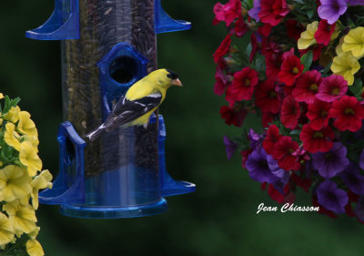 Chardonneret jaune ( American Goldfinch 