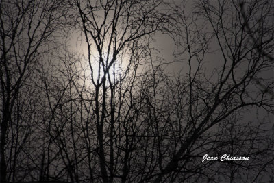 Lumière dans la Forêt