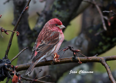 Roselin pourpr / Purple Finch 