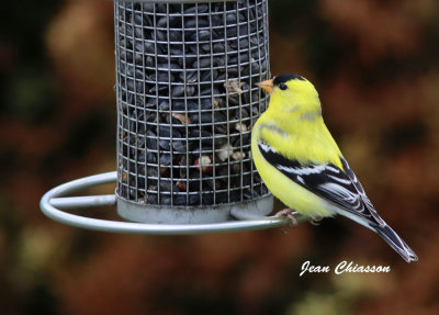 Chardonneret jaune ( American Goldfinch