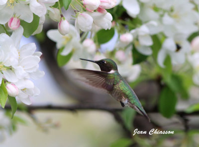 Colibri  Gorge Rubis / Ruby - throated Hummingbird