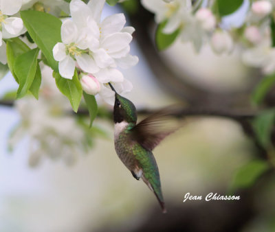 Colibri  Gorge Rubis / Ruby - throated Hummingbird