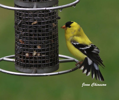 Chardonneret jaune ( American Goldfinch