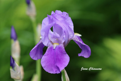 Iris pseudacorus / iris des marais 