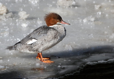 Common Merganser On Ice