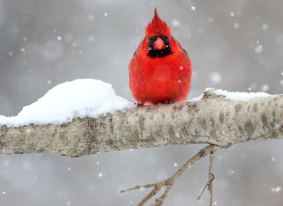 Real Canadian Snow Bird