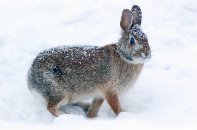 Cotton Tail