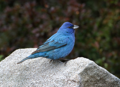 Indigo On The Rocks