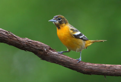 Blatimore Oriole(f)