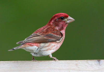 Purple Finch