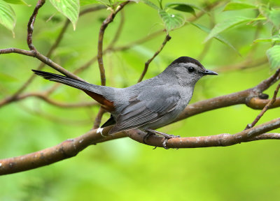 Grey Catbird(m)