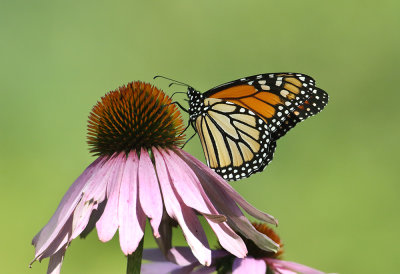 Monarch On Cone Flower