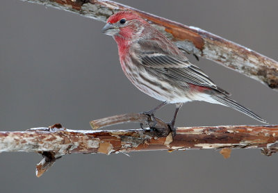 Winter Red