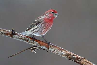 Winter Red II