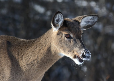 Winter Deer