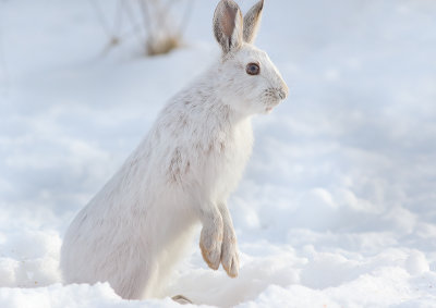 Hare Raising