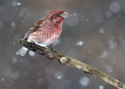 Purple Finch