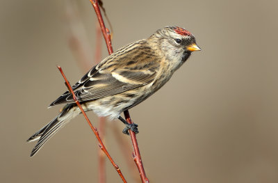Redpolls Are Coming