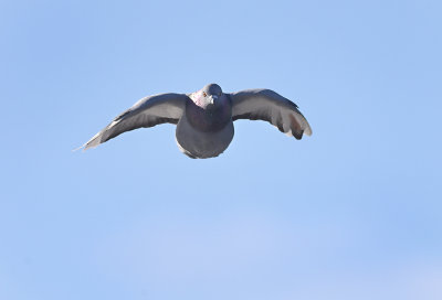 Flying Rock