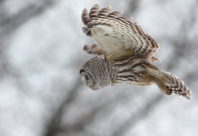 Barred Owl In Flight